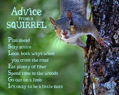 funny retirement sayings squirrels